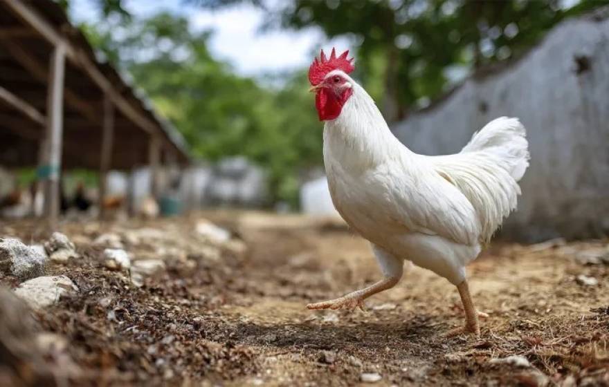 Nuevo brote de gripe aviar en Lobos pone en alerta a la producción avícola bonaerense